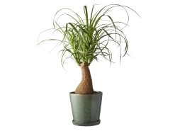 BITZ Übertopf 9 BITZ Übertopf -Heimdekoration Rabatt 11237 env 2 high